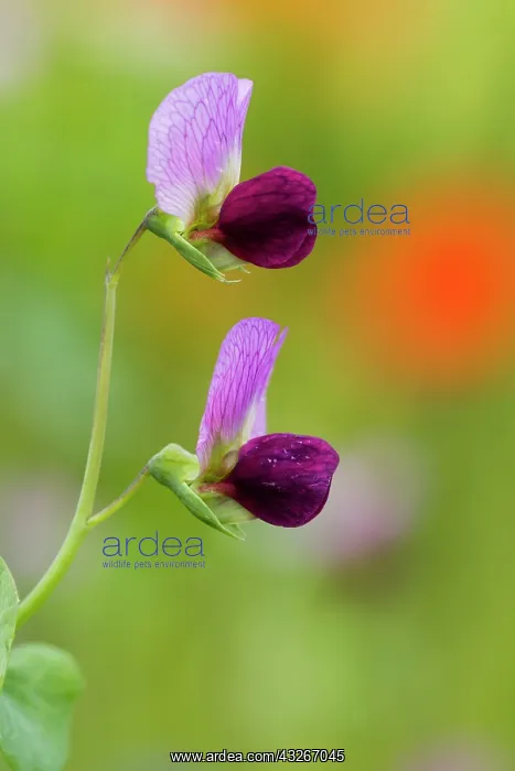 : Sweet pea, two flowers, on fallow land; Hessen : Sweet pea, two flowers, on fallow land; Hessen