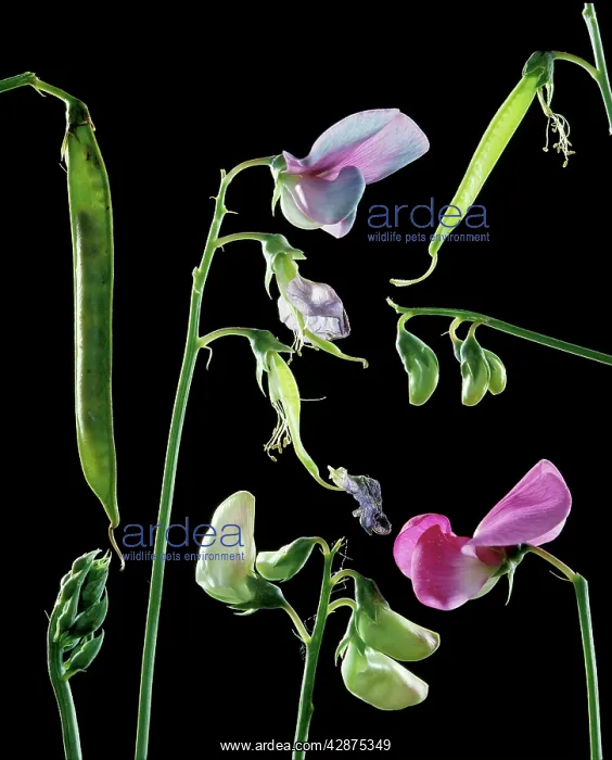 : SWEET PEA - flowers and seed development : SWEET PEA - flowers and seed development