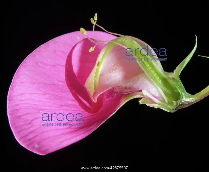  : Sweet Pea - section