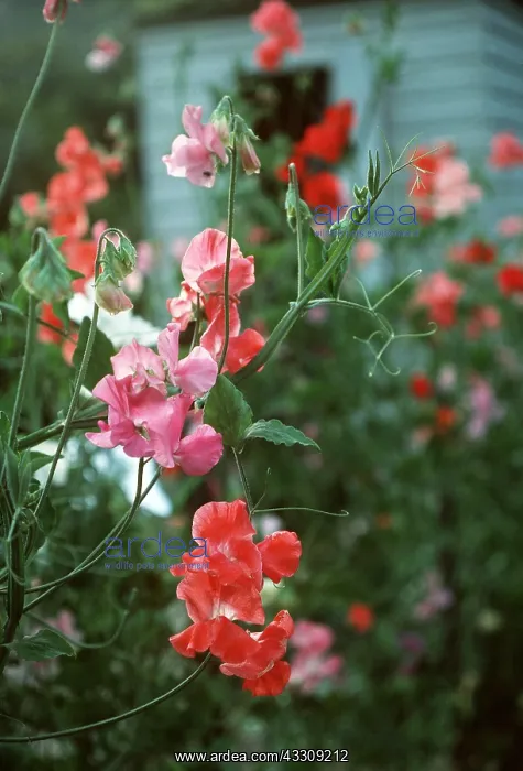 : SWEET PEAS : SWEET PEAS