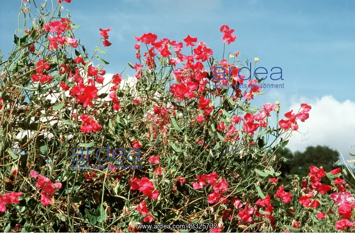 : SWEET PEAS - in flower : SWEET PEAS - in flower