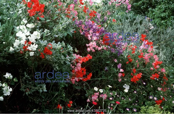 : SWEET PEAS - mixed : SWEET PEAS - mixed