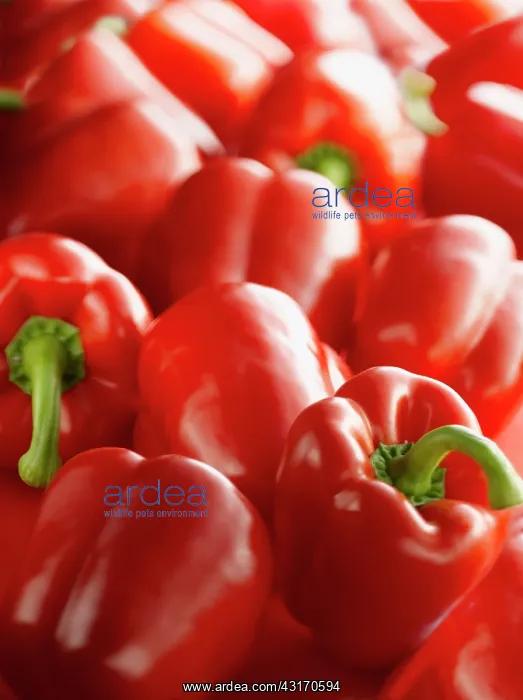: Sweet pepper, Capsicum annuum var. grossum, Several : Sweet pepper, Capsicum annuum var. grossum, Several