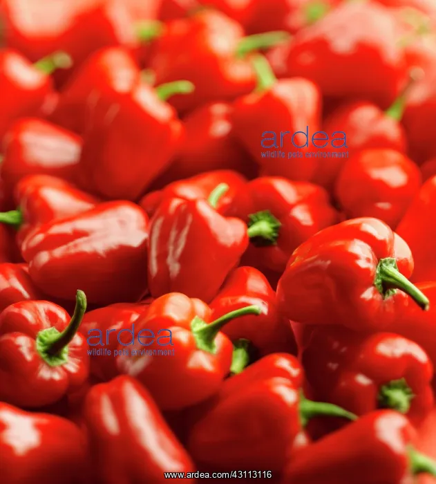 : Sweet pepper, Capsicum anuum var grossum Baby : Sweet pepper, Capsicum anuum var grossum Baby