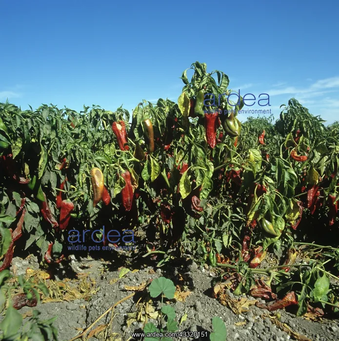 : Sweet pepper crop : Sweet pepper crop