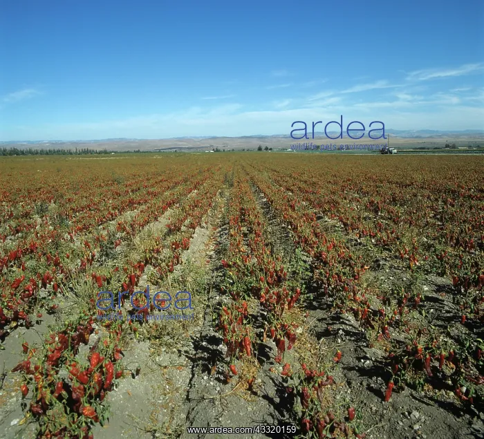 : Sweet pepper crop : Sweet pepper crop