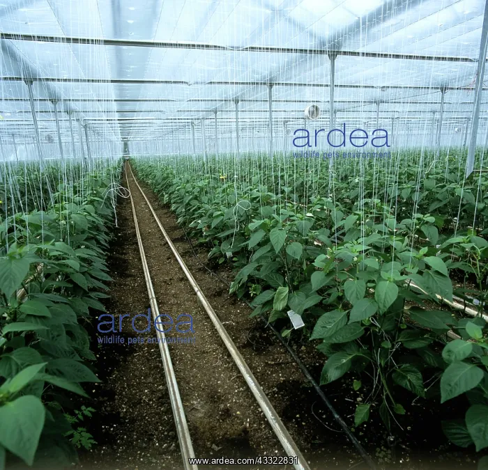 : Sweet pepper glasshouse crop : Sweet pepper glasshouse crop