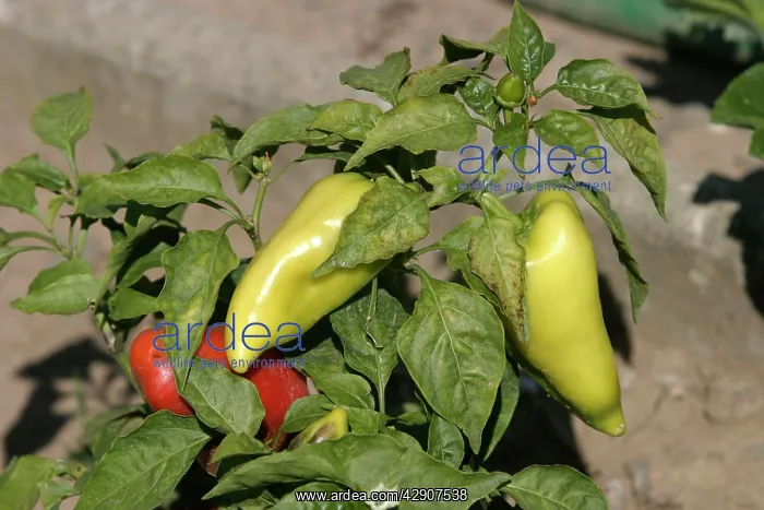: Sweet Pepper / Pimiento - with red and green fruit : Sweet Pepper / Pimiento - with red and green fruit