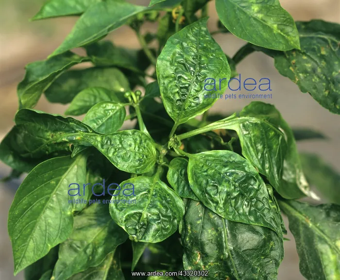 : Sweet pepper plant with CMV : Sweet pepper plant with CMV