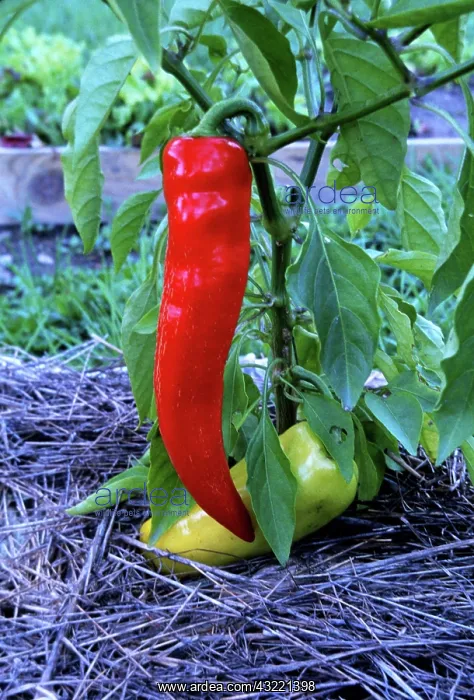 : Sweet pepper on vine : Sweet pepper on vine
