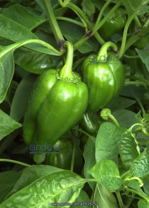 : Sweet Peppers : Sweet Peppers