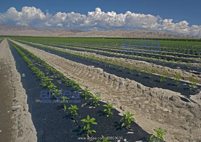  : Sweet Peppers - Extensive irrigated cultivation