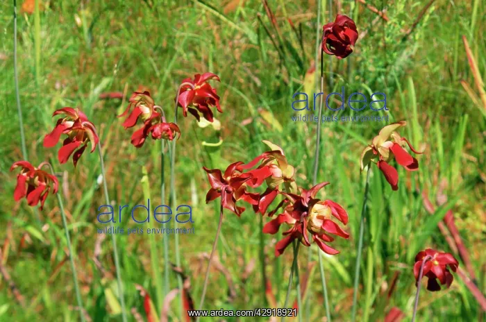 : SWEET PITCHER PLANT : SWEET PITCHER PLANT