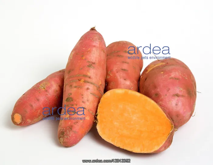 : Sweet potato : Sweet potato