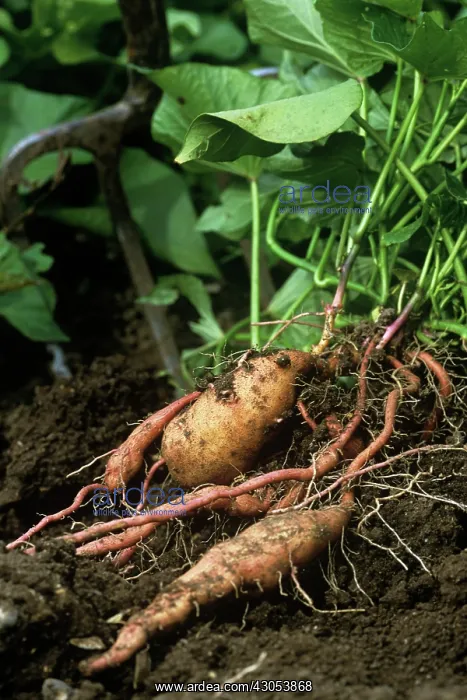 : Sweet Potato : Sweet Potato