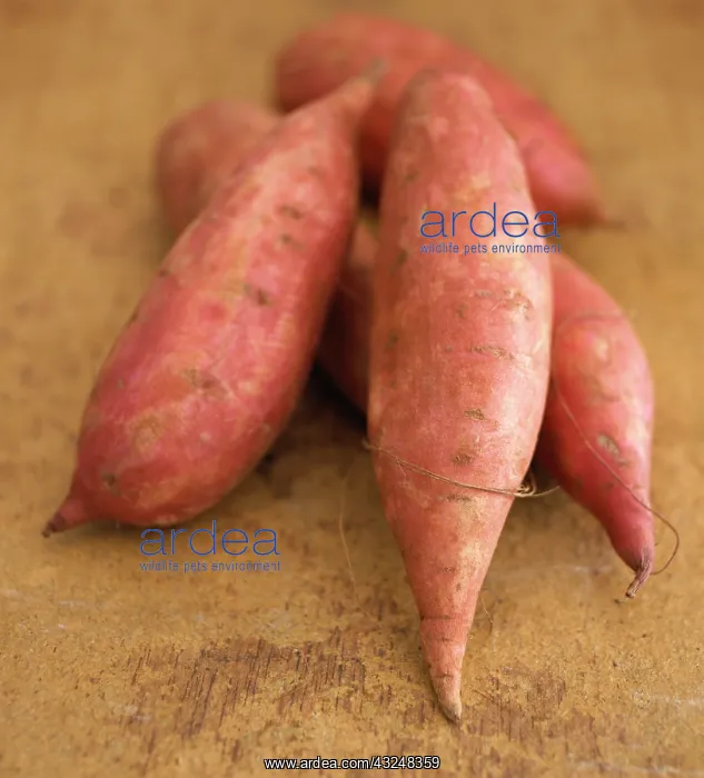 : Sweet Potato