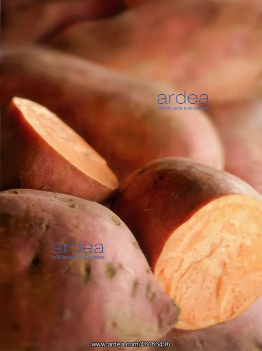 : Sweet potato, Ipomoea batatas, Several potatoes : Sweet potato, Ipomoea batatas, Several potatoes