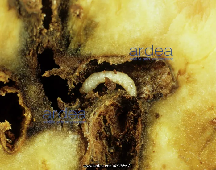 : Sweet Potato Weevil larva : Sweet Potato Weevil larva