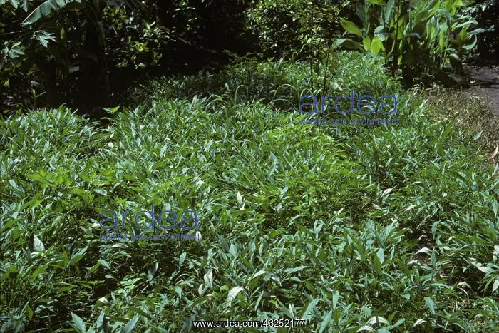 : Sweet potatoes growing in a garden : Sweet potatoes growing in a garden