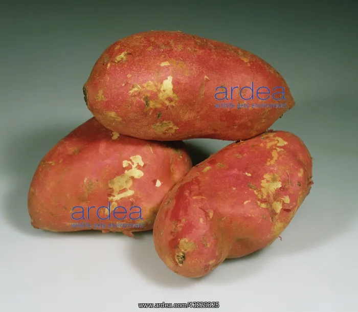 : Sweet Potatoes (Ipomoea batatas) : Sweet Potatoes (Ipomoea batatas)