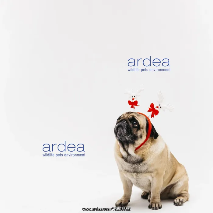 : sweet pug xmas deer costume ears. Resolution and : sweet pug xmas deer costume ears. Resolution and