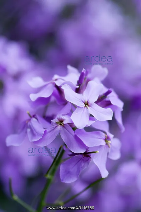 : Sweet rocket, Hesperis matronalis flower : Sweet rocket, Hesperis matronalis flower