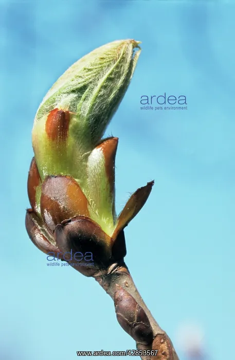 : Sweet / Spanish Chestnut - close-up of young bud : Sweet / Spanish Chestnut - close-up of young bud