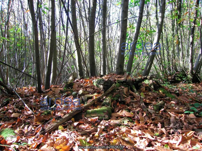 : Sweet / Spanish Chestnut Coppice and old rotting woodpile : Sweet / Spanish Chestnut Coppice and old rotting woodpile