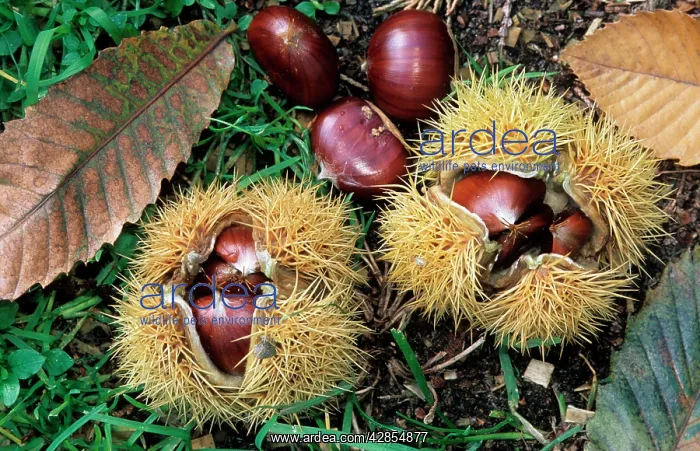 : Sweet / Spanish Chestnut - fruit and husks : Sweet / Spanish Chestnut - fruit and husks