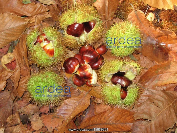 : Sweet / Spanish Chestnut - fruit & husks : Sweet / Spanish Chestnut - fruit & husks