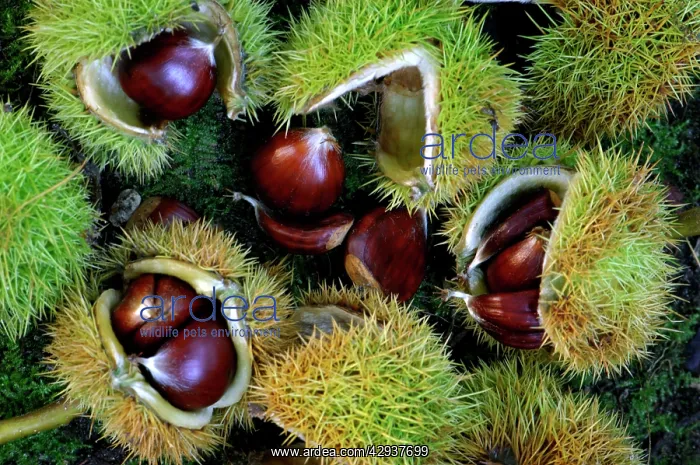 : Sweet / Spanish Chestnut - fruit and husks : Sweet / Spanish Chestnut - fruit and husks