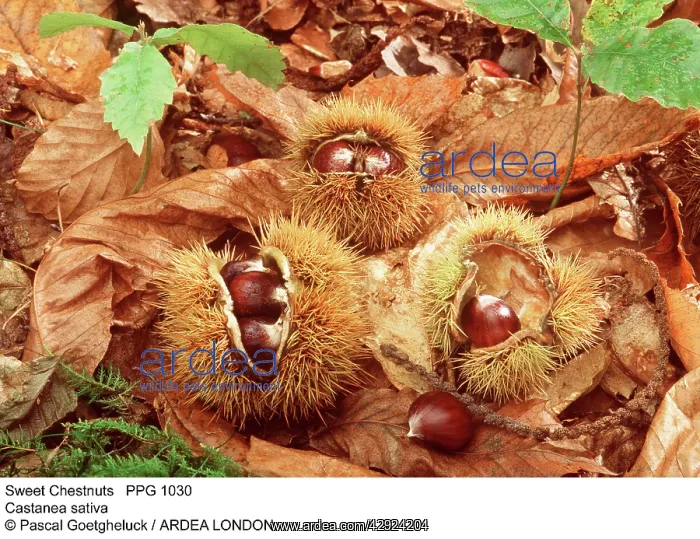 : Sweet / Spanish CHESTNUT - fruit and nuts protected : Sweet / Spanish CHESTNUT - fruit and nuts protected