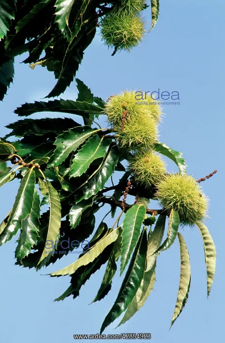 : Sweet / Spanish Chestnut - husks on tree : Sweet / Spanish Chestnut - husks on tree