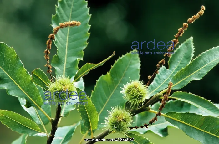 : Sweet / Spanish Chestnut - husks on tree : Sweet / Spanish Chestnut - husks on tree
