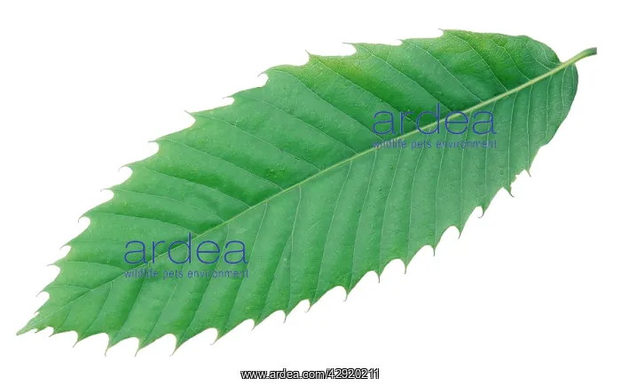 : Sweet / Spanish CHESTNUT - Leaf : Sweet / Spanish CHESTNUT - Leaf
