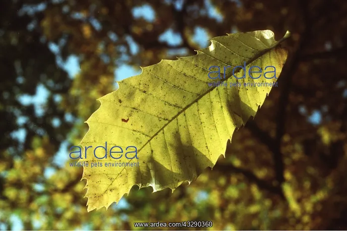 : Sweet / Spanish CHESTNUT - leaf : Sweet / Spanish CHESTNUT - leaf