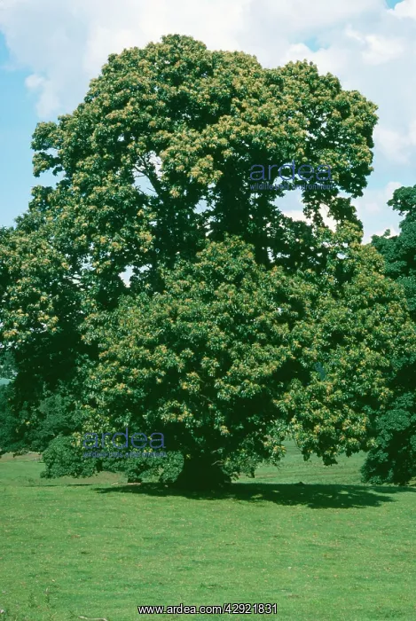 : Sweet / Spanish CHESTNUT tree : Sweet / Spanish CHESTNUT tree