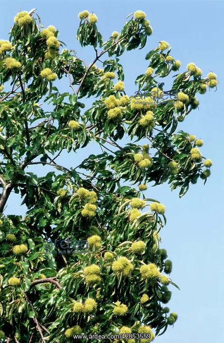 : Sweet / Spanish chestnut - with young husks : Sweet / Spanish chestnut - with young husks