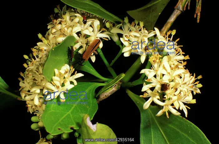 : Sweet Susie flowers - prolific blooms : Sweet Susie flowers - prolific blooms