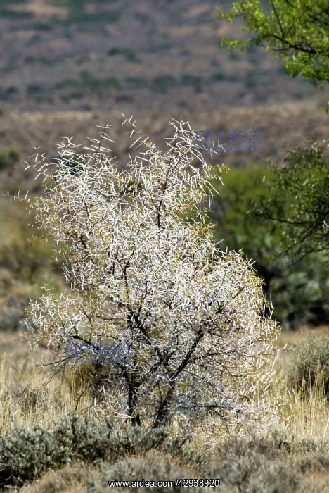 : Sweet thorn bush - showing the formidable array of thorns : Sweet thorn bush - showing the formidable array of thorns