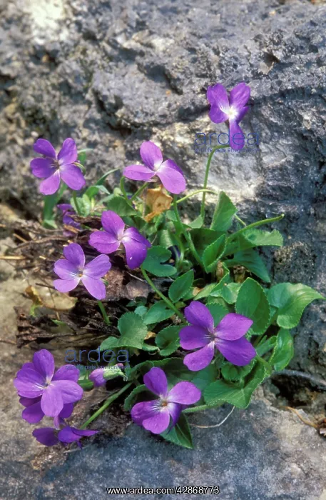 : Sweet VIOLET : Sweet VIOLET