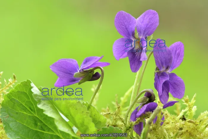  : Sweet Violet - several blossoms in spring