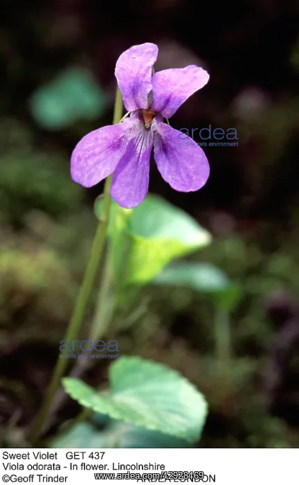 : SWEET VIOLET - IN FLOWER : SWEET VIOLET - IN FLOWER