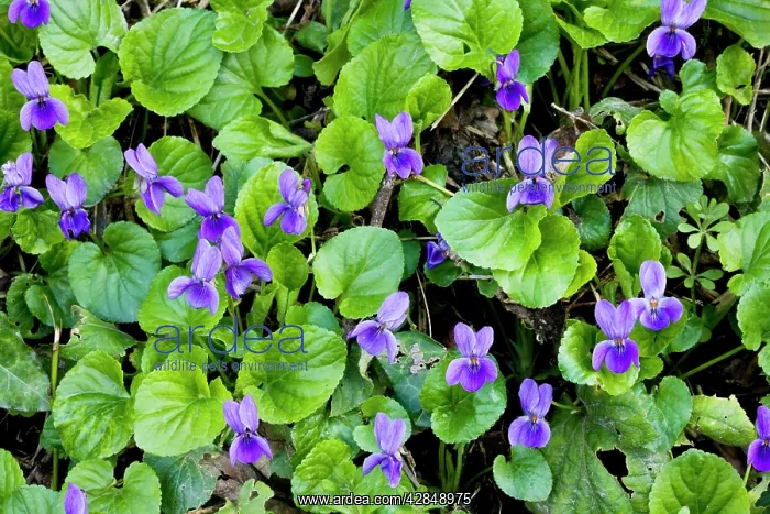 : Sweet Violets - in spring on woodland bank : Sweet Violets - in spring on woodland bank