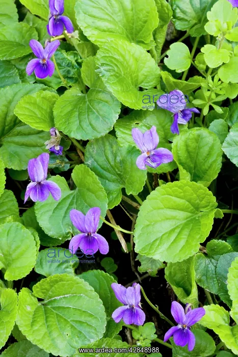 : Sweet Violets - in spring on woodland bank : Sweet Violets - in spring on woodland bank