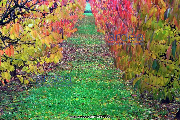 : Sweet / Wild Cherry Tree Orchard - in autumn colour : Sweet / Wild Cherry Tree Orchard - in autumn colour