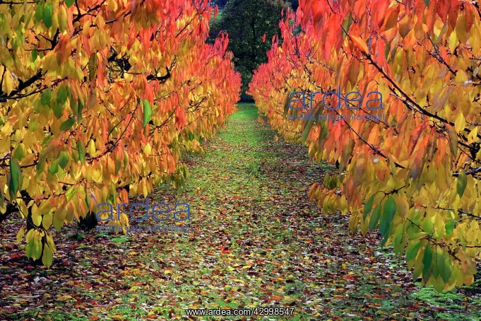 : Sweet / Wild Cherry Tree Orchard - in autumn colour : Sweet / Wild Cherry Tree Orchard - in autumn colour