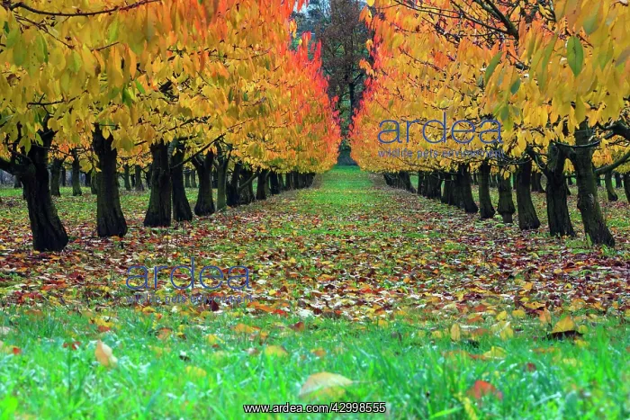 : Sweet / Wild Cherry Tree Orchard - in autumn colour : Sweet / Wild Cherry Tree Orchard - in autumn colour