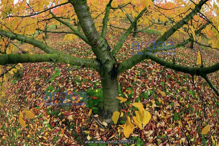 : Sweet / Wild Cherry Tree Orchard - in autumn colour : Sweet / Wild Cherry Tree Orchard - in autumn colour