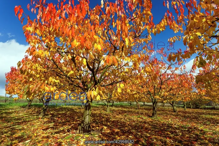 : Sweet / Wild Cherry Tree Orchard - in autumn colour : Sweet / Wild Cherry Tree Orchard - in autumn colour